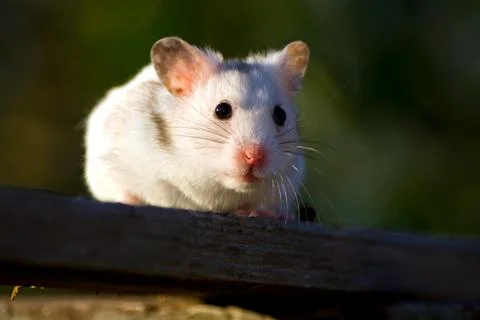 White hamster Stock Photos