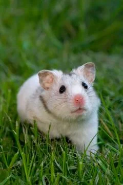 White hamster Stock Photos