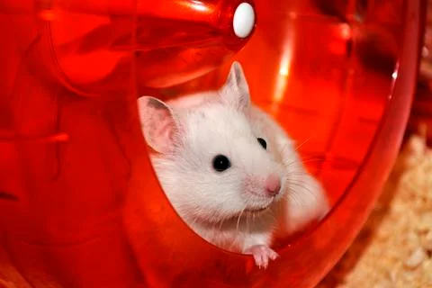 White hamster Stock Photos
