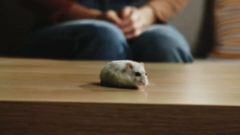 White hamster running around the coffee table Stock Footage 138230462