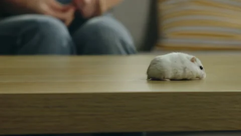 White hamster running around the coffee table Stock Footage 138230700