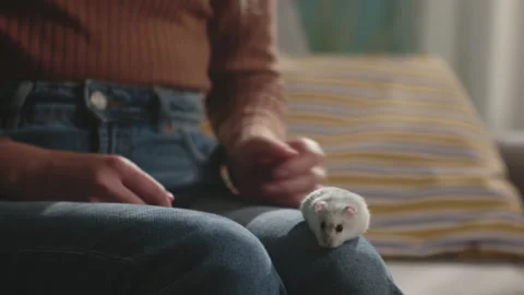 White hamster running around the lap of a young girl Stock Footage 138230635