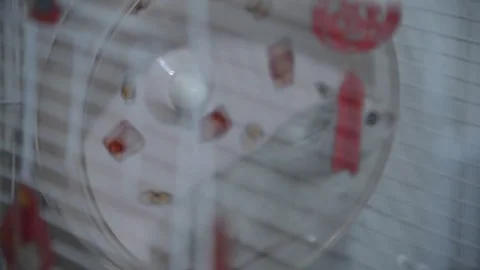 White Hamster Running On Exercise Wheel In Cage Stock Footage 333576585
