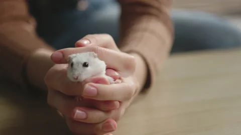 White hamster running in the hands of a young girl Stock Footage 138231883