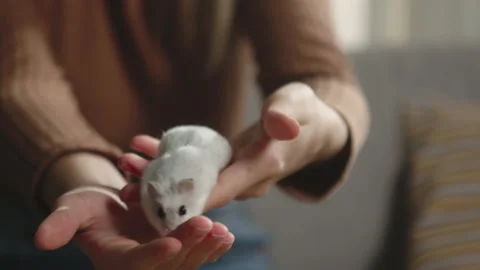 White hamster running in the hands of a young girl Stock Footage 138232106