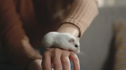 White hamster running in the hands of a young girl Stock Footage 138232249