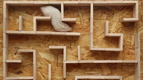 A white hamster runs through a maze. Video stock 242528452