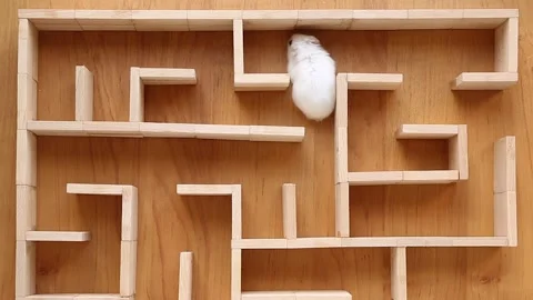 A white hamster runs through a maze. Video stock 246769056