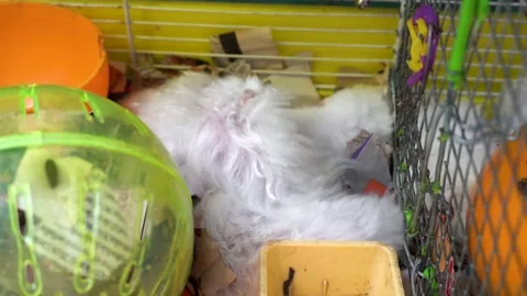 A white hamster scratching while his brothers sleep in his cage Stock Footage 147872340