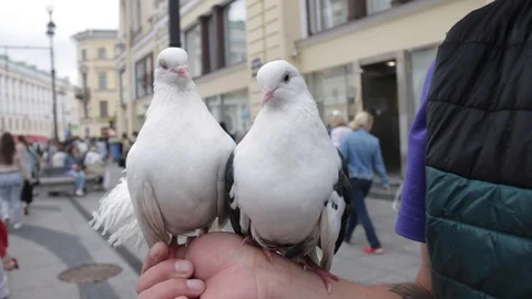 White hand doves on the man hand in Petersburg street. Stock-Footage 91956642