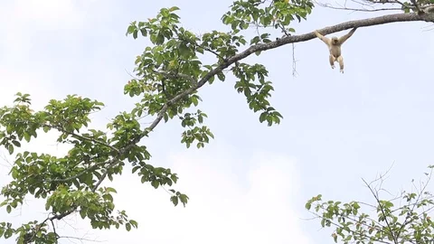 White hand gibbon climbing on tree branch Stock Footage 74682832