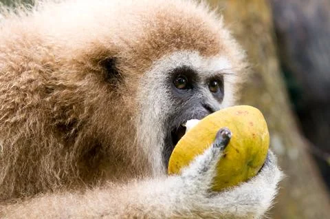 The white-hand gibbon eats wild mangosteen Stock Photos