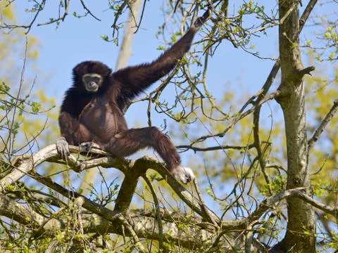 White-handed gibbon in tree Stock Photos