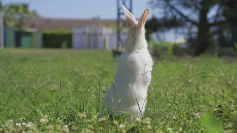 White hare bunny in the grass Stock Footage 154332290