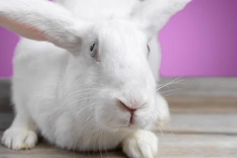 White hare Stock Photos