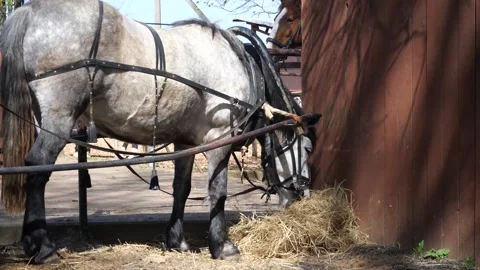 White harnessed horse eats hay near the fence. Stock Footage 307228067