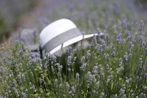 White hat in a lavender field Stock Photos