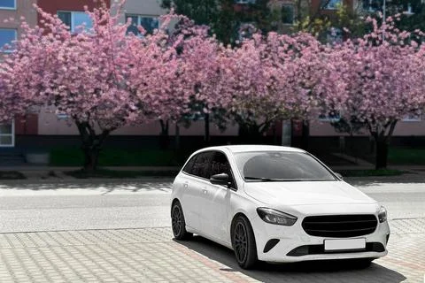 White hatchback on the background of cherry blossoms. Stock Photos