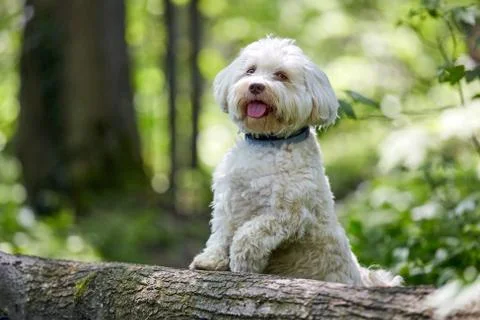 White havanese dog posing on a tree trunk Stock Photos