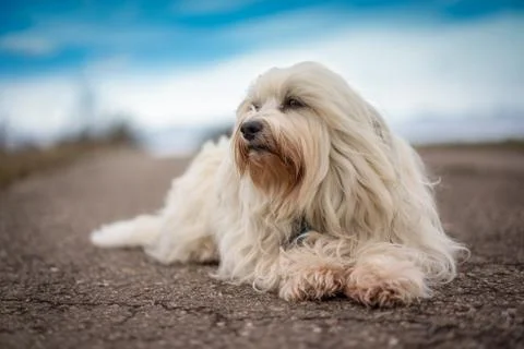 White Havanese Stock Photos