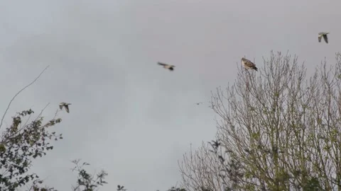 White hawk on a bare tree branch at the end of autumn. Video stock 142627444