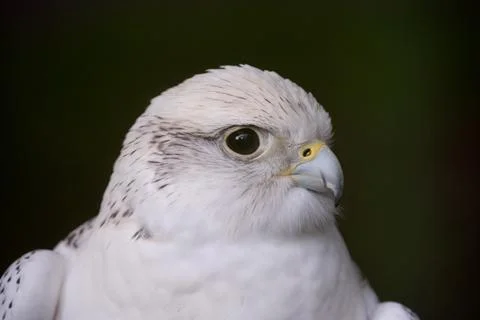 White hawk closeup to face Stock Photos
