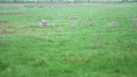 White hawk eats small worm. 库存影片 147123700