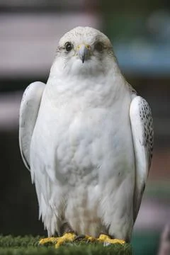 White hawk full body Stock Photos