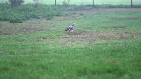 White hawk looking for small worms in the meadow. Video stock 146775310