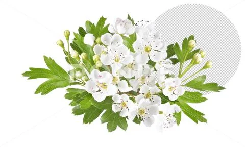 White hawthorn flower isolated in spring Modello PSD