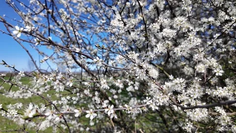 White hawthorn tree flowers blooming in spring Stock Footage 345150433