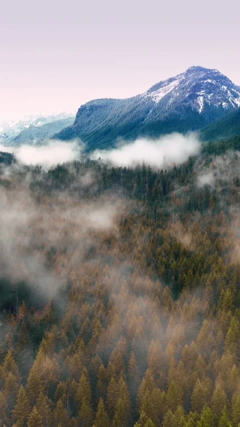 White haze covering the pine tree forest. Drone flies through the mist over the Stock Footage 337716629