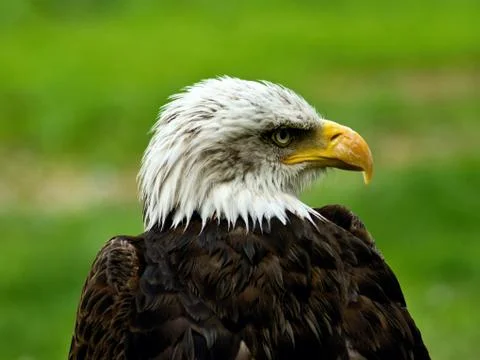 White Head of Bald Eagle Stock Photos