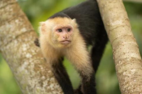 White-head capuchin monkey in Costa Rica Stock Photos