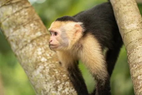 White-head capuchin monkey in Costa Rica Stock Photos
