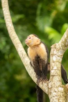 White-head capuchin monkey in Costa Rica Stock Photos