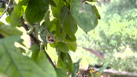 White head Chameleon close up on branch catches with him tongue a fly Stock Footage 247957901