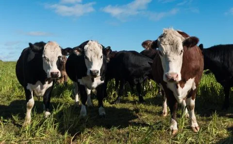 White head cows Stock Photos