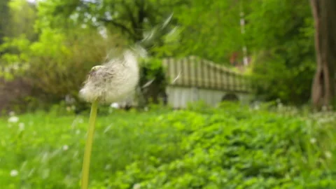 The white head of a dandelion is blowing away in nature. Dandelion seeds fly Video stock 241243578