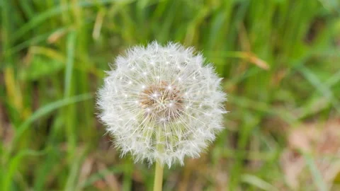 The white head of a dandelion in nature close up view Video stock 241265610