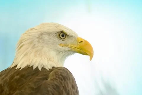 White-Head Eagle, Bald Eagle Stock Photos