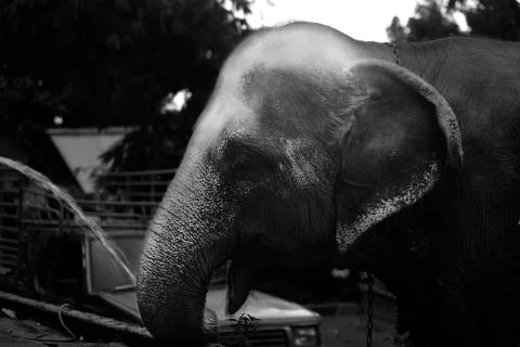 White head elephant  Stock Photos