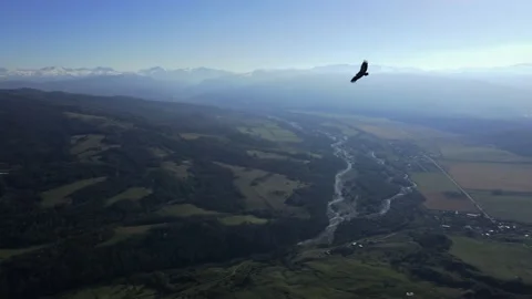 White-headed barn owl hovers over the rocks Stock Footage 170904018