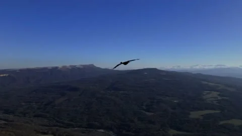 White-headed barn owl hovers over the rocks Stock Footage 170904144
