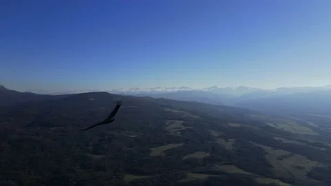 White-headed barn owl hovers over the rocks Stock Footage 170904193