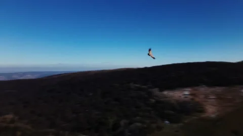 White-headed barn owl hovers over the rocks Stock Footage 171289236