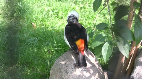 White headed buffalo weaver bird Stock Footage 42093446