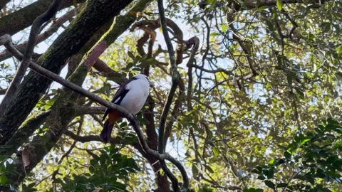 White-headed buffalo weaver bird disney animal kingdom park Orlando Stock Footage 267521010