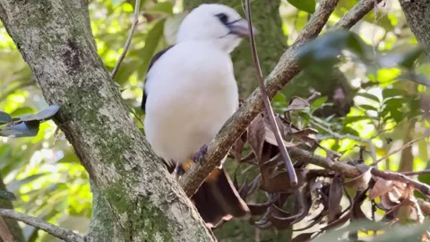 White-headed buffalo weaver bird disney animal kingdom park Orlando Stock Footage 267521073