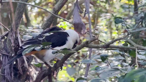 White-headed buffalo weaver bird disney animal kingdom park Orlando Stock Footage 267521088